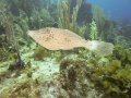 Scrawled Filefish.